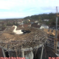 08_50-nest.jpg