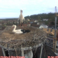 09_05-nest.jpg