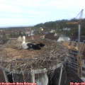 09_10-nest.jpg