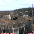 09_15-nest.jpg