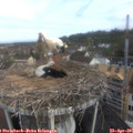 09_20-nest.jpg