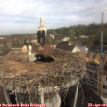 09_25-nest.jpg
