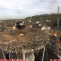 09_30-nest.jpg