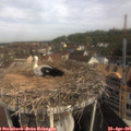 09_40-nest.jpg