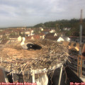 09_45-nest.jpg