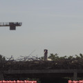 09_50-mast.jpg