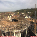 09_50-nest.jpg