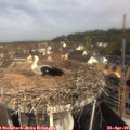 09_55-nest.jpg
