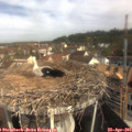10_00-nest.jpg