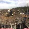 10_05-nest.jpg