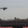 10_10-mast.jpg
