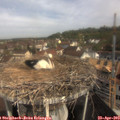 10_10-nest.jpg