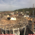 10_20-nest.jpg