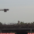 10_30-mast.jpg