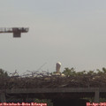 10_35-mast.jpg