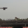 10_40-mast.jpg