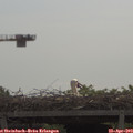 10_45-mast.jpg