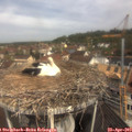 10_50-nest.jpg