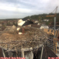 10_55-nest.jpg
