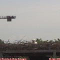 11_00-mast.jpg