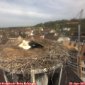 11_00-nest.jpg