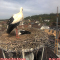 11_05-nest.jpg