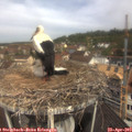 11_10-nest.jpg