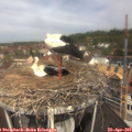 11_15-nest.jpg
