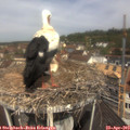 11_20-nest.jpg
