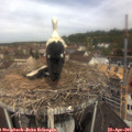 11_25-nest.jpg