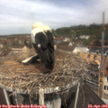 11_30-nest.jpg