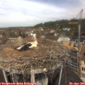 11_35-nest.jpg