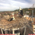 11_45-nest.jpg