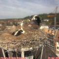 11_50-nest.jpg