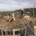 11_55-nest.jpg