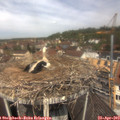 12_00-nest.jpg