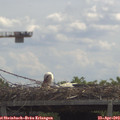 12_05-mast.jpg