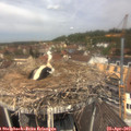 12_20-nest.jpg