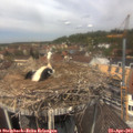 12_35-nest.jpg