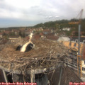 12_40-nest.jpg
