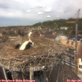 12_45-nest.jpg