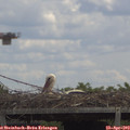 13_00-mast.jpg