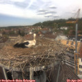 13_00-nest.jpg