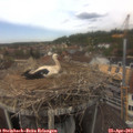13_10-nest.jpg
