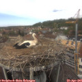 13_15-nest.jpg