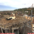 13_20-nest.jpg