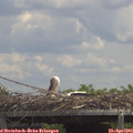13_30-mast.jpg