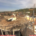 13_35-nest.jpg