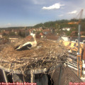 13_50-nest.jpg