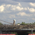13_55-mast.jpg